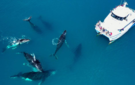 Whalesong Whale Cruise Package